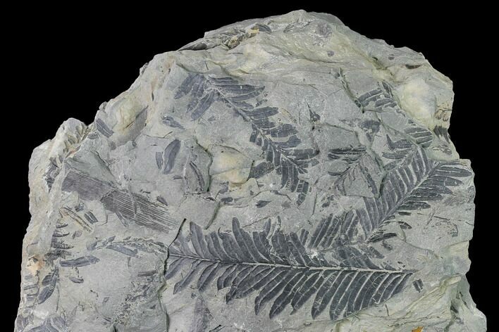 Gorgeous, Pennsylvanian Fern (Alethopteris) Plate - Kentucky #143730